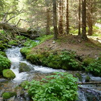 beim Abstieg werden wir vom Rauschen des Zinkenbach begleitet