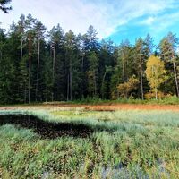 Sumpf und Moor