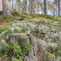 Entlang des Flechtenpfads von Huutoniemi ist es möglich, mithilfe von Informationstafeln verschiedene Flechtenarten kennenzulernen.