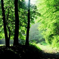 Wanderweg im Wiehengebirge