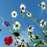 Sommerfrische wie zu Omas Zeiten,... (Copyright: Karl Gradwohl)