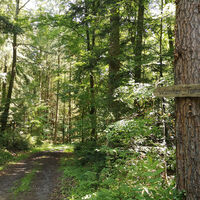 Entspannte Wälder