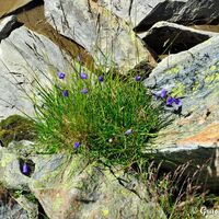 Blumenpracht auch zwischen Felsblöcken.