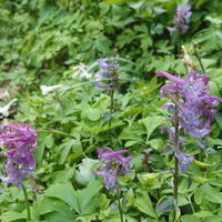 Flora: Hohler Lerchensporn