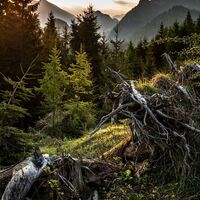 Morgenstimmung am Weg zur Alm