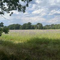 Feld-Anfang-ccbysa-foto©bispingen-touristik.jpeg