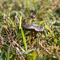 Pilz auf der Wiese