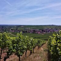 Blick auf Birkweiler