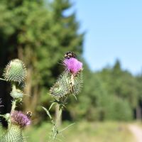 Thüringer Wald, Wanderung rund um die Schlossbergkanzel bei Oberhof