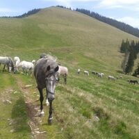 Brendl-Alm mit Lipizzaner-Jungstuten