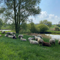 Schafe bei de nFischteichen