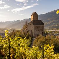 Schloss Sargans mit Weinreben im Vordergrund