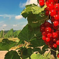 Obst- und Weinplantagen