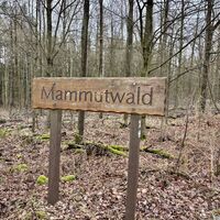 Mammutwald