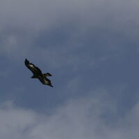 Nochmals der Adler