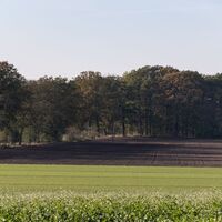 Feld am Waldrand