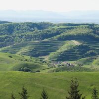 Terrassen bei Vogtsburg