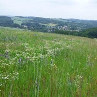 Pfälzer Bergland