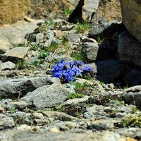 An windgeschützten Stellen die Pracht der Alpenblumen