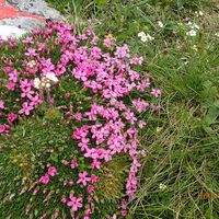 Flora