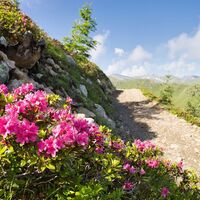 wanderung-zupalsee-almrosen-sommer24-c-anna-ladstaetter.jpeg