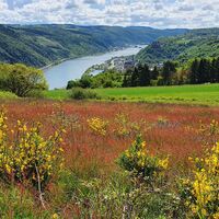 Blick von der Niederburger Heide auf Oberwesel