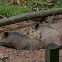 Wildschweine mit Frischlingen