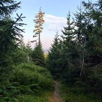 Abstieg über den Sommerwanderweg