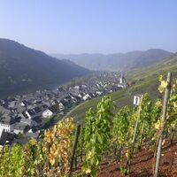 Aussicht aus den Weinbergen auf Ediger-Eller