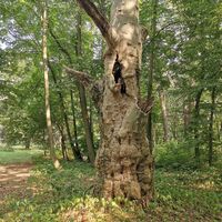 Platane im Park des Herrenhauses