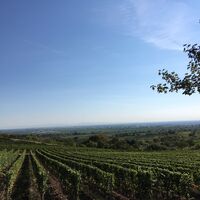 Blick über die Weinberge bei Gimmeldingen