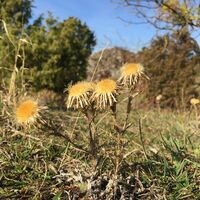 Gold-Distel