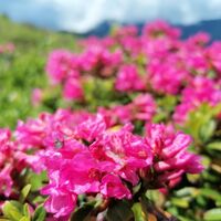 Wildschönau Almrosen @