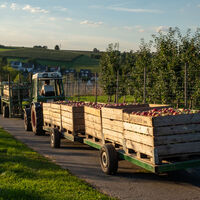 Apfeltransport