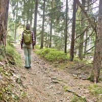 Der Weg führt durch den Wald