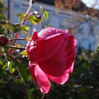 Rosengarten Pitten