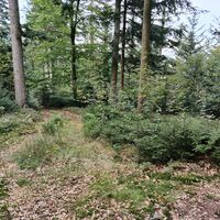 An der ersten Wegkreuzung hält man sich links, der frei sichtbare Fichtenstamm trägt eine rot-grüne Markierung. Sie dient als Hinweis, ist aber keine Wegmarkierung.