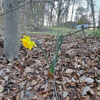 Flora beim Umkehrplatz