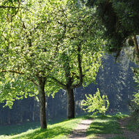Waldrandweg am Helgenberg
