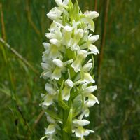 Fleischfarbenes Knabenkraut