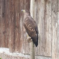 Falke