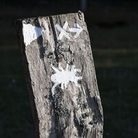 Mit dem Hirschkäfer Luca geht es durch den Wald
