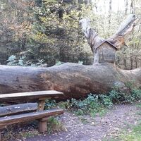 Naturdenkmal Dicke Eiche