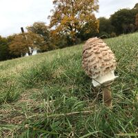 Pilz
