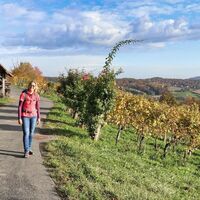 Immer wieder führt der Weg an Weingärten vorbei