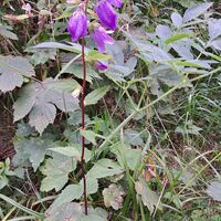Flora: Glockenblume