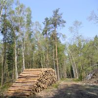 Kiefernwald am Kalbenschen Werder - Strecke 1