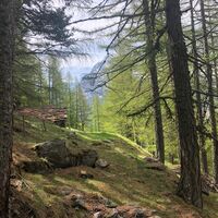 Blick in den Furwald