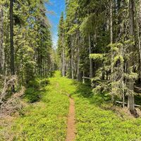 Waldlandschaften auf der Pogosta-Runde