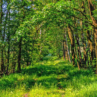 Pfad durch dichte Vegetation zum Osterberg